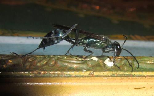 Chalybion sp.