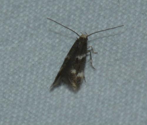 Elachista sp.
