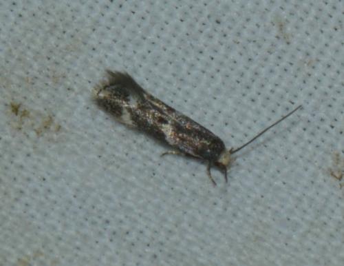 Elachista sp.