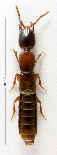 Xantholinus colasi