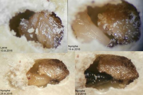 Lariophagus distinguendus