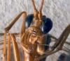 Ctenopelmatinae inconnu