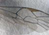 Ctenopelmatinae inconnu