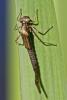 Coenagrion puella