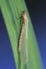 Coenagrion puella