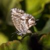 159560 – Photo : Brigitte Ulmer – France (47)