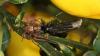 Philodromus sp.