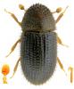 159425 – Photo : Piezo – Brésil