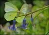 159355 – Photo : Josselyne Bayle – France (33)