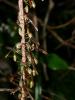159523 – Photo : RENOULT – Madagascar