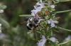 159001 – Photo : Fabricius – France (13)