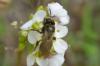 159095 – Photo : Fabricius – France (13)