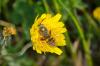 159881 – Photo : Fabricius – France (13)