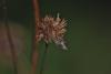 159578 – Photo : D. Martinez – Philippines