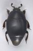 Gnathoncus communis