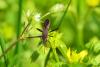159486 – Photo : RENOULT – France (20)
