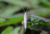 Plutella xylostella