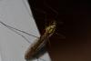 159833 – Photo : RENOULT – France (20)