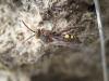 159814 – Photo : Anthony STURBOIS – France (22)
