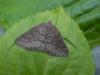 159990 – Photo : Dominique THAUVIN – France (45)