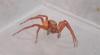 Philodromus sp.