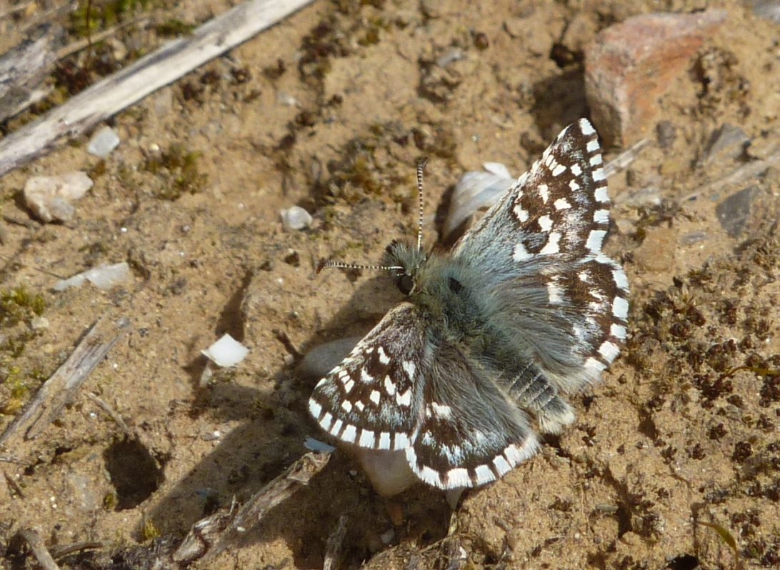 Jeremie Fevrier - Pyrgus (Pyrgus) malvoides - réf. 159062 (1092 x 798 pixels, 215 ko)