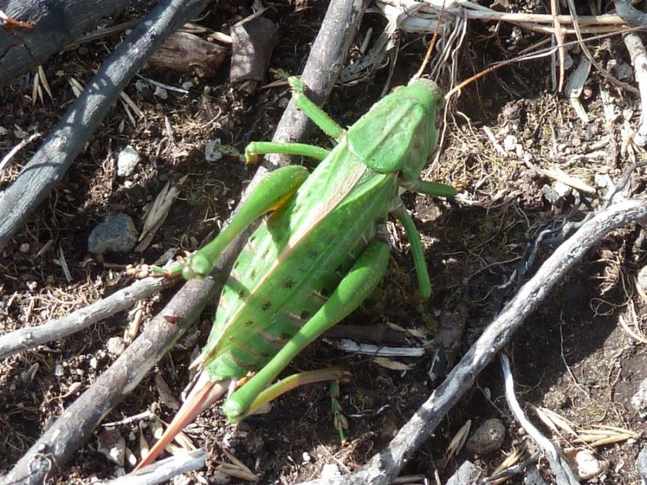 Bobabar - Decticus verrucivorus verrucivorus - réf. 159731 (924 x 693 pixels, 199 ko)
