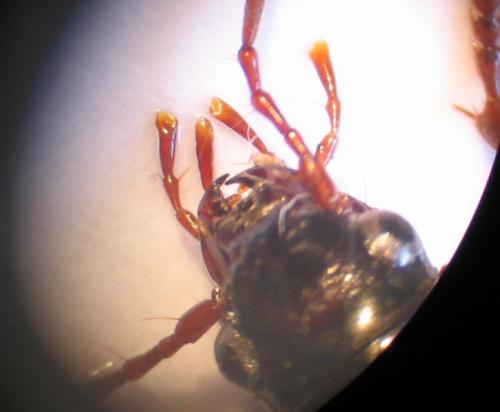 Nebria brevicollis