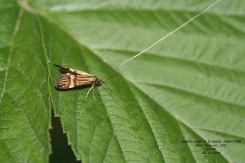 Nemophora degeerella