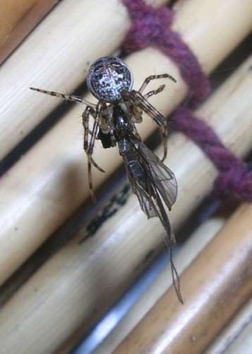 Metellina sp.