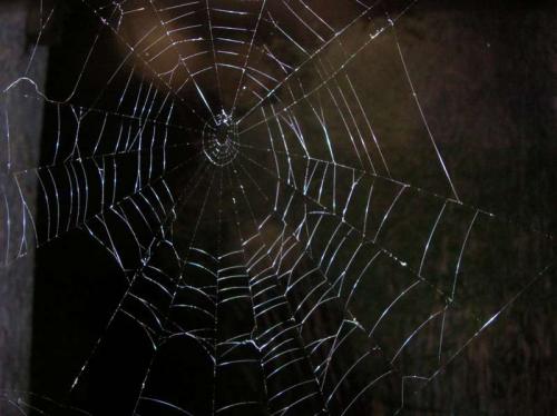 Metellina sp.