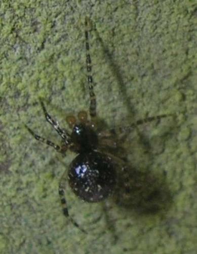 Theridion sp.