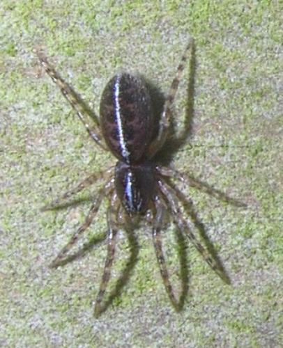 Segestria sp.