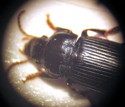 Réf. 16 697 : Harpalus tardus