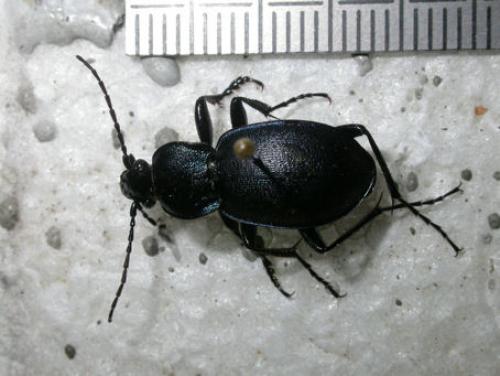 Carabus convexus