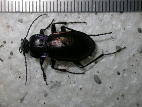Carabus nemoralis