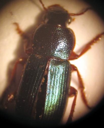 Réf. 16 473 : Ophonus azureus