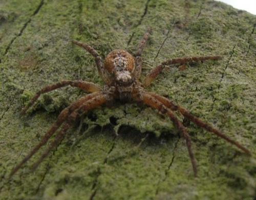 Philodromus sp.