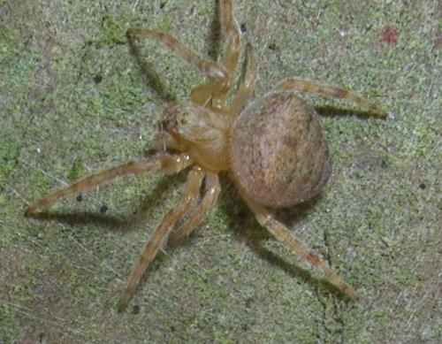 Araneus sturmi