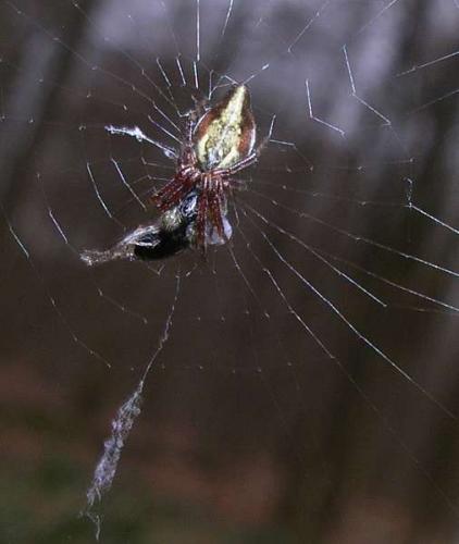 Cyclosa conica