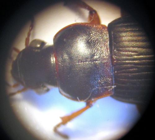 Pseudoophonus rufipes
