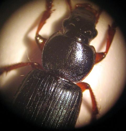 Ophonus ardosiacus