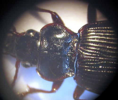 Nebria brevicollis