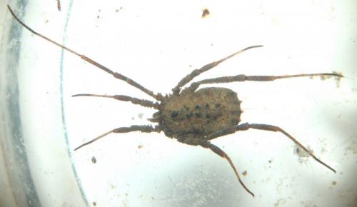 Homalenotus quadridentatus