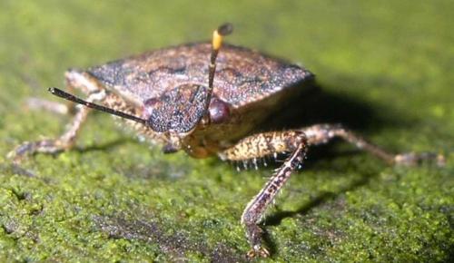 Troilus luridus
