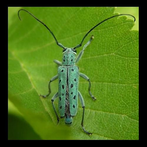 Réf. 16 142 : Saperda punctata