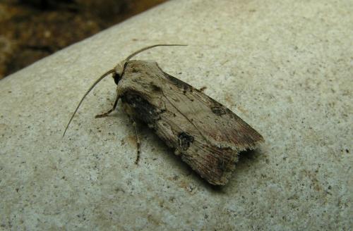 Réf. 16 701 : Agrotis puta