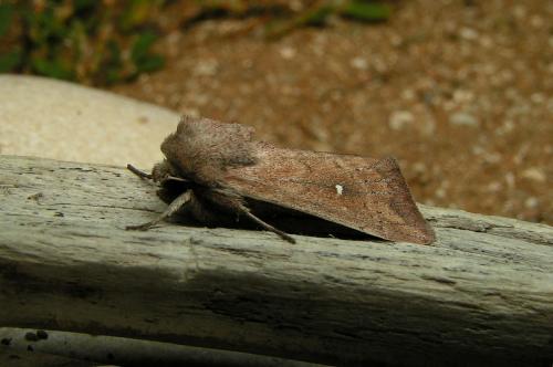 Mythimna albipuncta