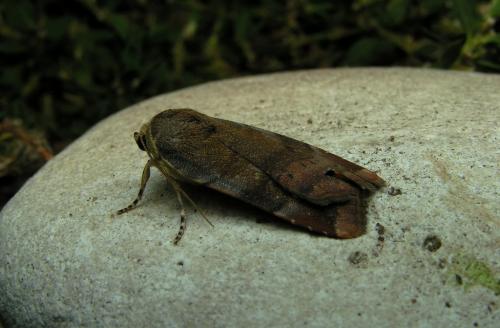 Réf. 16 346 : Noctua sp.