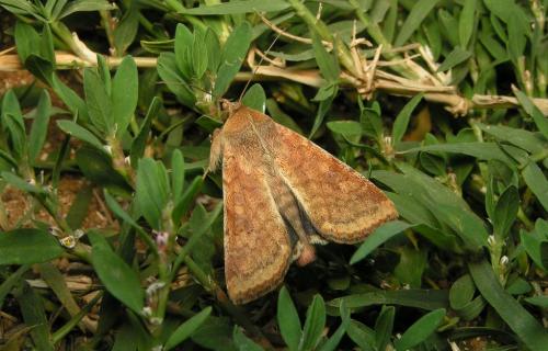 Helicoverpa armigera
